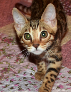 Zdjęcie №1. kot bengalski - na sprzedaż w Ryazan | 2115zł | Zapowiedź № 4249