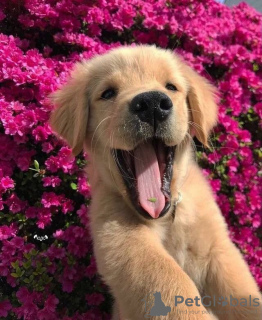 Zdjęcie №3. Zdrowe, urocze szczenięta golden retriever są już dostępne w sprzedaży. Niemcy