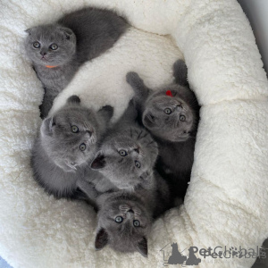 Zdjęcie №2 do zapowiedźy № 173022 na sprzedaż  scottish fold - wkupić się Finlandia 