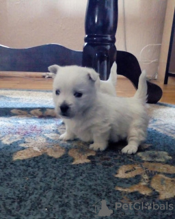 Zdjęcie №2 do zapowiedźy № 77293 na sprzedaż  west highland white terrier - wkupić się Serbia 