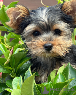 Zdjęcie №3. Mamy do sprzedania cztery szczenięta rasy Yorkshire Terrier. Dwóch chłopców i. Niemcy