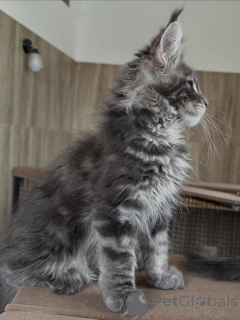 Zdjęcie №2 do zapowiedźy № 169334 na sprzedaż  maine coon - wkupić się Polska hodowca
