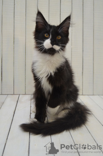 Zdjęcie №3. Kot rasy Maine Coon z rodowodem. Federacja Rosyjska