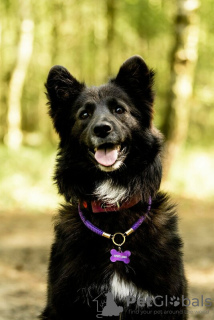 Zdjęcie №4. Sprzedam pies nierasowy w Москва. prywatne ogłoszenie - cena - Bezpłatny