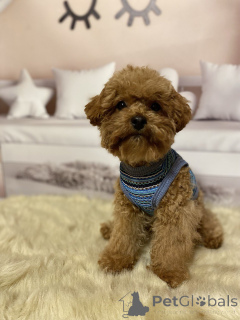 Zdjęcie №3. Chłopcy z Maltipoo. Niemcy