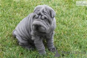 Zdjęcie №3. Shar Pei Szczenięta. Wielka Brytania