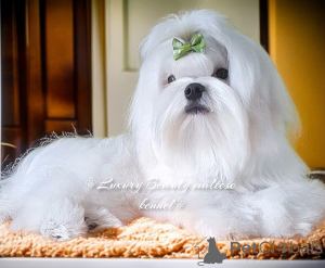 Zdjęcie №3. Neperrsheveeni tsucenya Maltańczyk, Koreańczyk, FCI. Ukraina