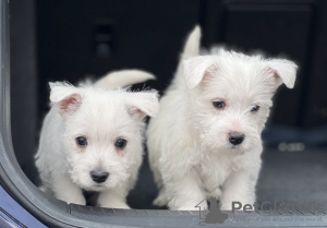 Zdjęcie №1. west highland white terrier - na sprzedaż w Дортмунд | negocjowane | Zapowiedź №48632