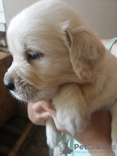 Zdjęcie №4. Sprzedam golden retriever w Belgrad. prywatne ogłoszenie - cena - negocjowane