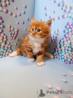 Zdjęcie №2 do zapowiedźy № 161027 na sprzedaż  maine coon - wkupić się Federacja Rosyjska prywatne ogłoszenie