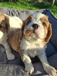 Zdjęcie №1. cocker spaniel amerykański, cocker spaniel angielski, springer spaniel angielski, springer spaniel walijski, irlandzki spaniel dowodny, hiszpański pies dowodny, mastif hiszpański, cavalier king charles spaniel, cavalier king charles spaniel, clumber spaniel, russian spaniel, spaniel tybetański - na sprzedaż w Tallinn | 5262zł | Zapowiedź №175524