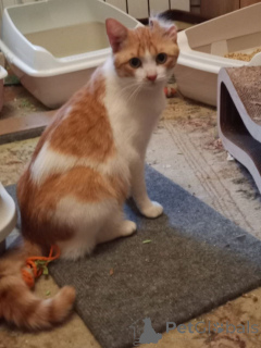 Zdjęcie №3. Cudowny kot Pierre Bezukhov szuka dobrego domu!. Federacja Rosyjska