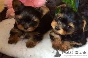 Zdjęcie №1. yorkshire terrier - na sprzedaż w Chino Valley | 1347zł | Zapowiedź №127717