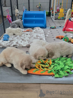 Zdjęcie №2 do zapowiedźy № 171671 na sprzedaż  golden retriever - wkupić się Luksemburg prywatne ogłoszenie