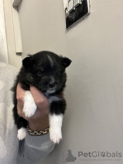 Zdjęcie №3. Filiżanka do herbaty Pomorskiej. Francja