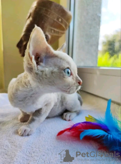 Zdjęcie №3. Kocięta Devon Rex na sprzedaż Biznes Whatsapp; 37256062792. Finlandia