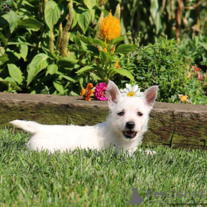 Zdjęcie №2 do zapowiedźy № 44769 na sprzedaż  west highland white terrier - wkupić się Niemcy 