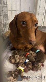 Zdjęcie №4. Sprzedam jamnik w Könnern. prywatne ogłoszenie - cena - 9403zł