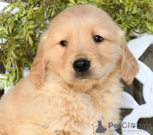 Zdjęcie №2 do zapowiedźy № 103932 na sprzedaż  golden retriever - wkupić się Cypr ze schronu