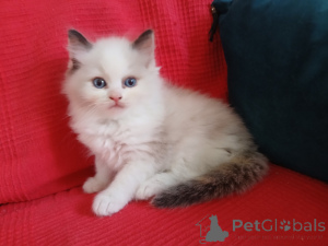 Zdjęcie №3. Dostępny kociak Ragdoll. Finlandia