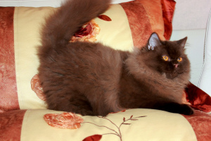 Zdjęcie №4. Sprzedam kot brytyjski długowłosy w Mińsk. prywatne ogłoszenie, od żłobka, hodowca - cena - 5070zł