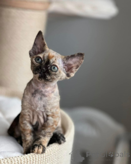 Zdjęcie №1. devon rex - na sprzedaż w Augustusburg | negocjowane | Zapowiedź № 164279