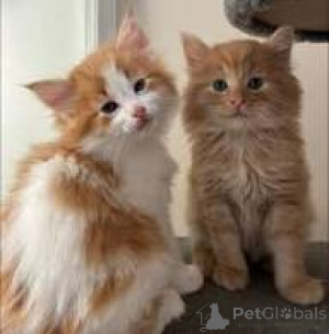 Zdjęcie №1. kot norweski leśny - na sprzedaż w Bruksela | 2392zł | Zapowiedź № 166607