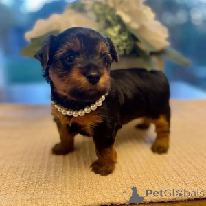 Zdjęcie №3. Cachorros Yorkie dostępne dla każdego. Finlandia