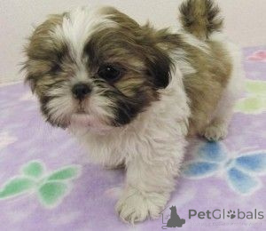 Zdjęcie №1. shih tzu - na sprzedaż w Hanstedt | 1674zł | Zapowiedź №147617