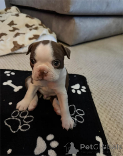 Zdjęcie №1. boston terier - na sprzedaż w Gräfelfing | 1674zł | Zapowiedź №154615