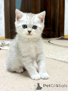 Zdjęcie №2 do zapowiedźy № 164179 na sprzedaż  scottish straight - wkupić się Białoruś hodowca