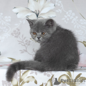Zdjęcie №4. Sprzedam kot brytyjski krótkowłosy w Samara. od żłobka - cena - 773zł