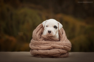 Zdjęcie №4. Sprzedam dog argentyński w Vladimir. hodowca - cena - 6406zł