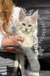 Zdjęcie №4. Sprzedam maine coon w Nowy Jork. od żłobka - cena - negocjowane