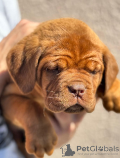 Dodatkowe zdjęcia: Dog de Bordeaux szczenięta