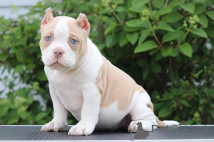 Zdjęcie №2 do zapowiedźy № 137834 na sprzedaż  american bully - wkupić się USA prywatne ogłoszenie