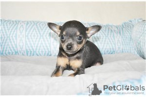 Zdjęcie №3. Urocze szczenięta Chihuahua do bezpłatnej adopcji. Niemcy