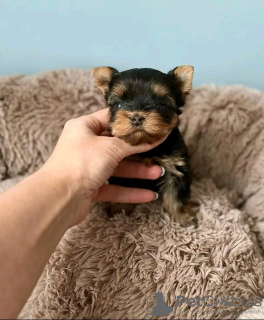 Zdjęcie №2 do zapowiedźy № 129007 na sprzedaż  yorkshire terrier - wkupić się Hiszpania hodowca
