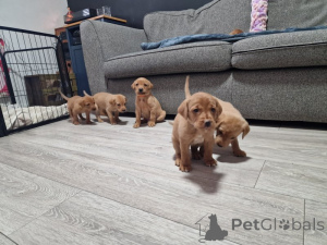 Zdjęcie №1. labrador retriever - na sprzedaż w Mondorf -les -Blains | negocjowane | Zapowiedź №166992