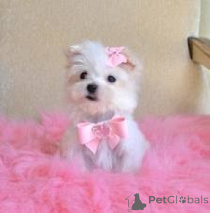 Zdjęcie №1.  - na sprzedaż w Vienna | 1435zł | Zapowiedź №143874