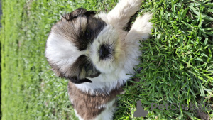 Zdjęcie №3. Purebred Shi-Tzu Szczenięta. Estonia