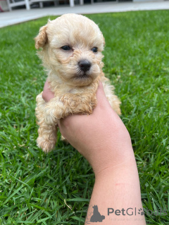 Zdjęcie №1. maltipu - na sprzedaż w Zły Vilbel | negocjowane | Zapowiedź №166149