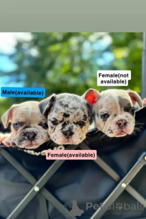 Zdjęcie №3. Französische Bulldoggen-Welpen Kontakt przez WhatsApp pod numerem 44 7453 907158. Niemcy