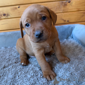 Zdjęcie №2 do zapowiedźy № 163938 na sprzedaż  labrador retriever - wkupić się Wielka Brytania prywatne ogłoszenie