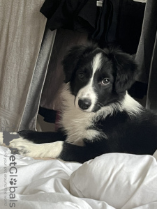 Dodatkowe zdjęcia: Szczeniak border collie, rasowy