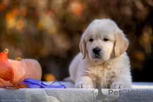 Zdjęcie №1. golden retriever - na sprzedaż w Москва | negocjowane | Zapowiedź №122081