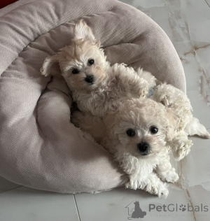 Zdjęcie №1. bichon frise - na sprzedaż w Hamburg | 1674zł | Zapowiedź №167470