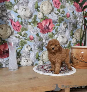 Zdjęcie №2 do zapowiedźy № 18790 na sprzedaż  pudel (krasnolud) - wkupić się Litwa 