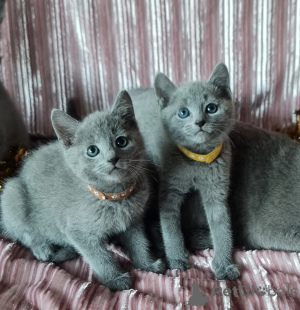 Zdjęcie №1. ragdoll - na sprzedaż w Regensdorf | 1674zł | Zapowiedź № 151639