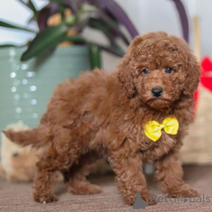 Zdjęcie №2 do zapowiedźy № 161022 na sprzedaż  pinczer miniaturowy - wkupić się Wielka Brytania prywatne ogłoszenie